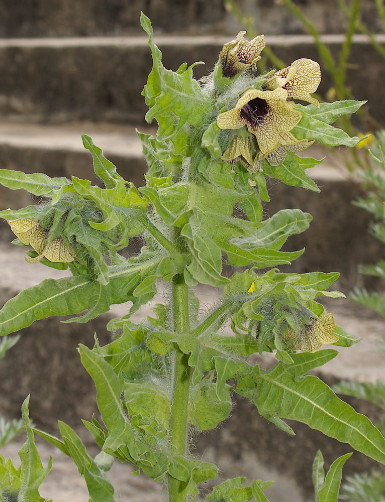 Hyoscyamus niger / Giusquiamo nero